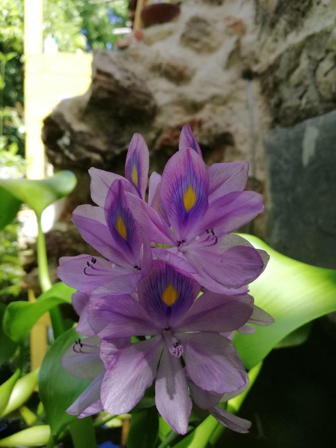 Mayan Bungalow Near Chichen ภายนอก รูปภาพ